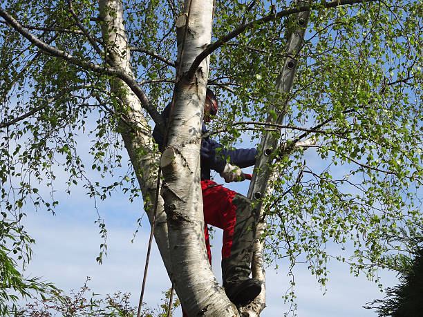 Trusted Tariffville, CT Tree Removal Services Experts